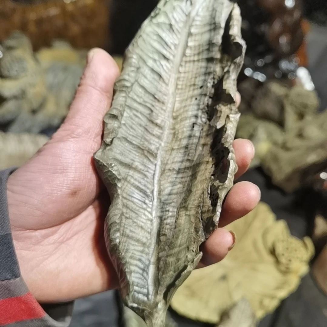 【闪购商品】香木冯****e