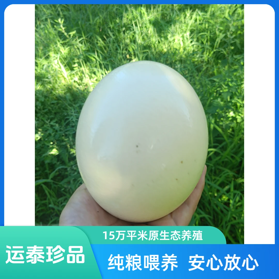 原生态农家纯粮自养散养鸵鸟蛋礼盒送礼自食礼品绿色营养2.7-3斤