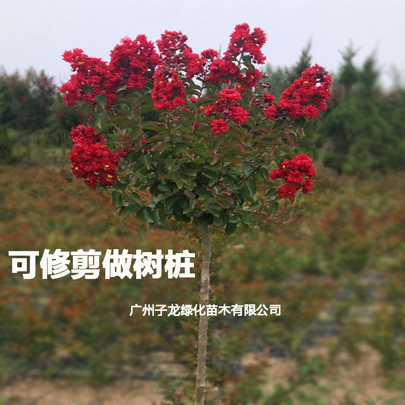进口红火箭紫薇耐寒别墅庭院风景树红花紫薇小叶紫薇树苗盆栽植物