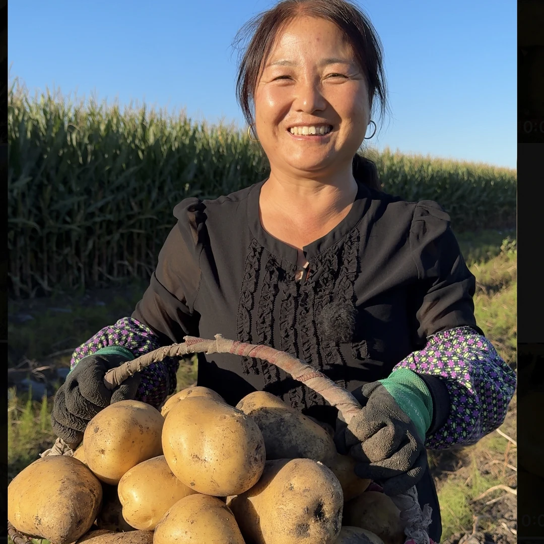现挖2025年新土豆自家种植沙面黄心黄皮土豆5斤