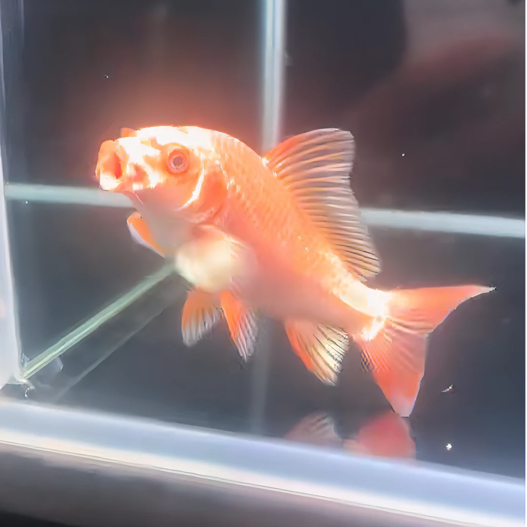 普身红色蝴蝶鲤观赏鱼