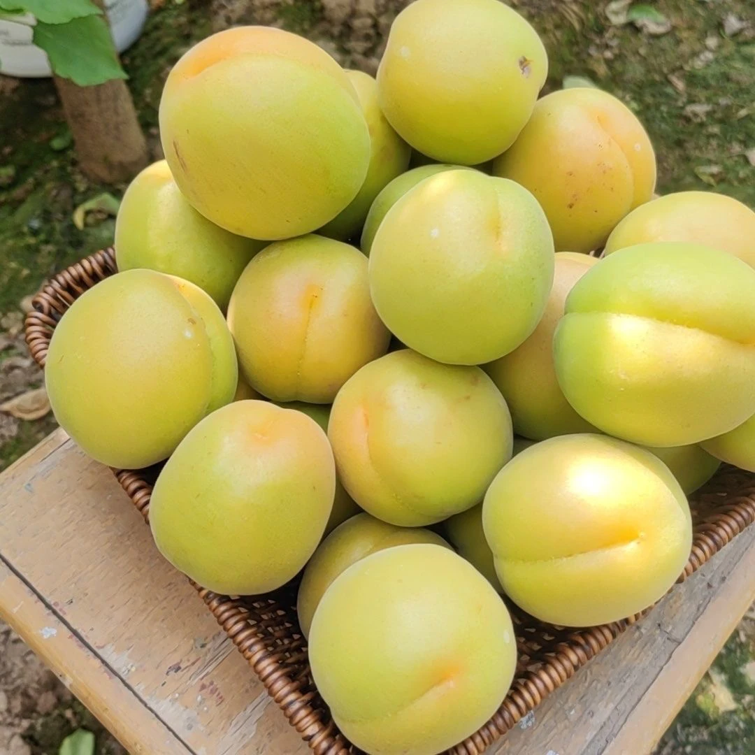 (产地直发)现摘2025速食半青半黄微黄大酸杏孕妇好吃水果杏子新鲜