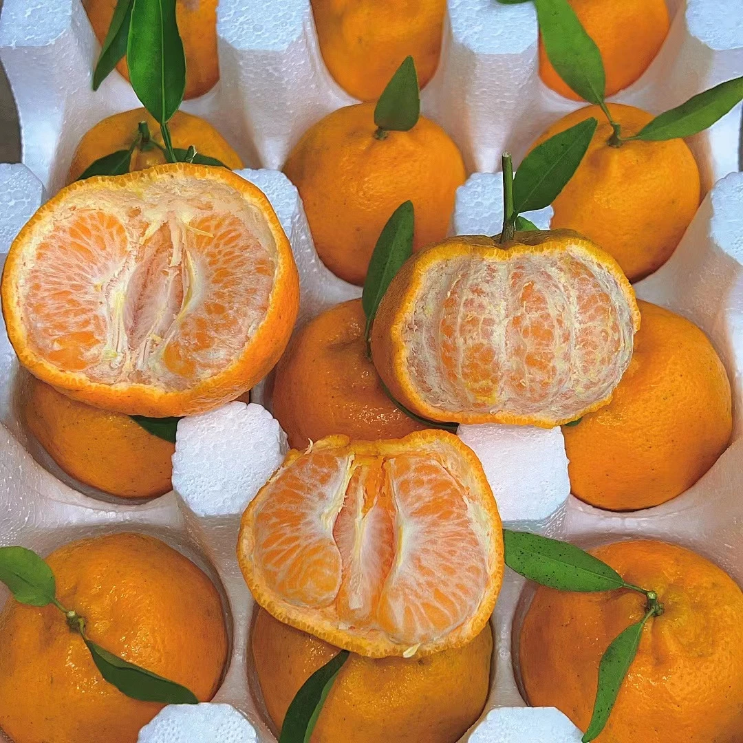 正宗农家四川椪柑橘子生态鲜果老人孕妇小孩首选年货必备5斤包邮