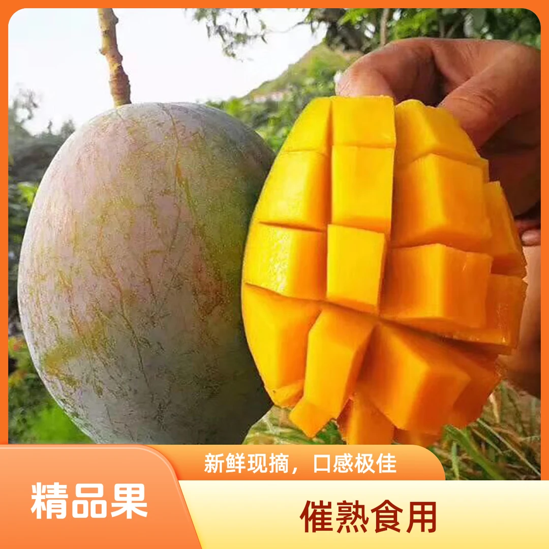 优选攀枝花凯特芒现采现发应季鲜果软糯香甜口口爆汁【多仓发货】