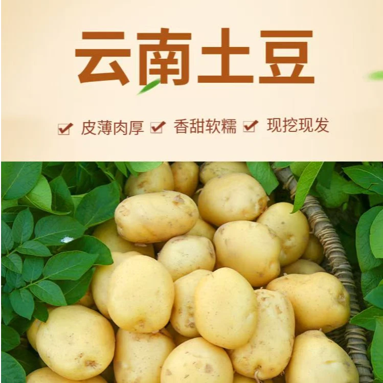 高原土豆 2000g 云南 圆通快递