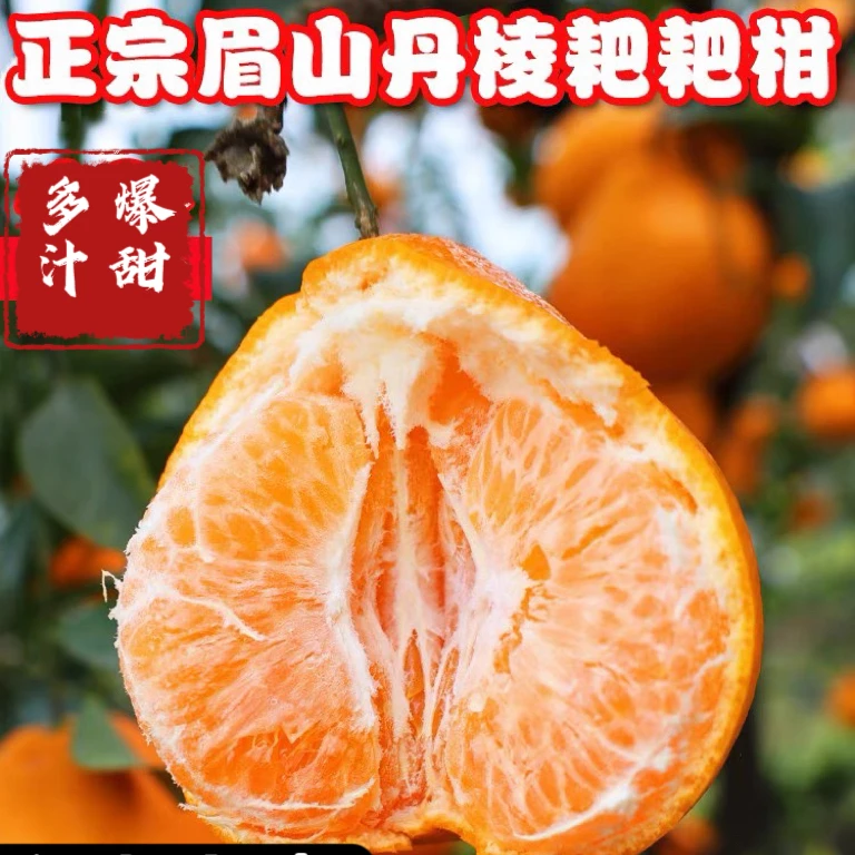 四川春见耙耙柑新鲜应季水果纯甜春见耙耙柑新鲜柑橘四川多汁橘子