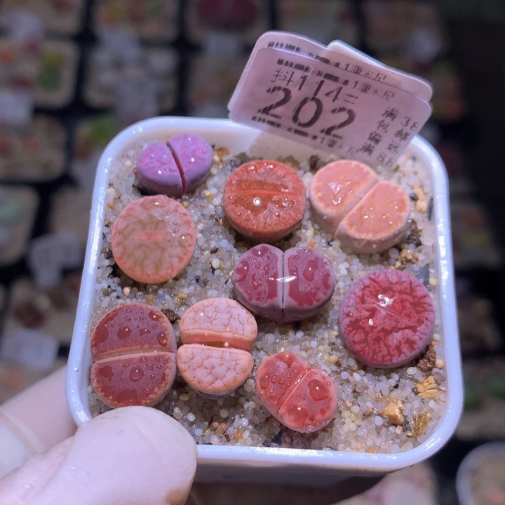 精品生石花114.202