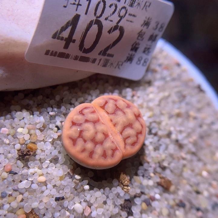 精品生石花1029.402红河谷