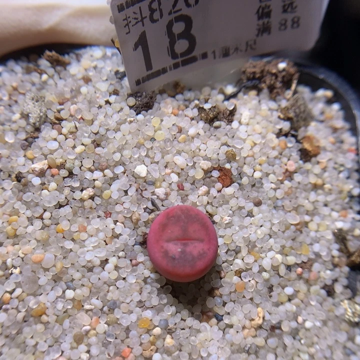 精品生石花820.18