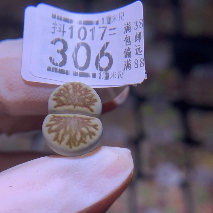 苏*精品生石1017.306