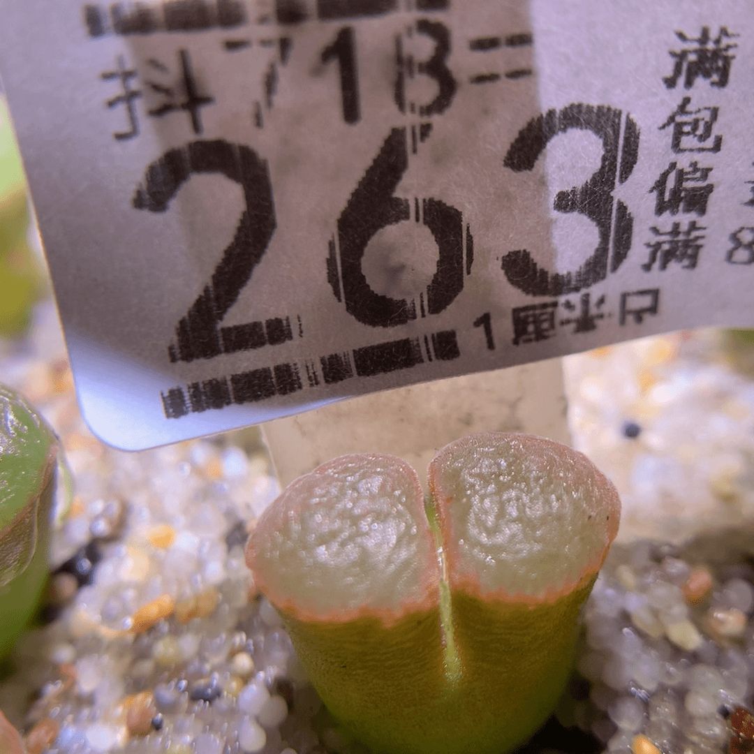 精品生石花718.263