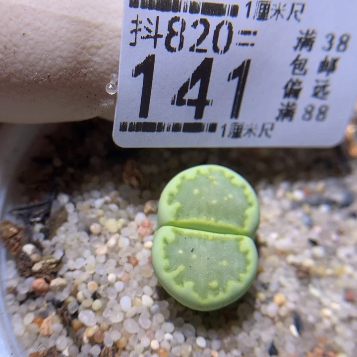 精品人石花820.141