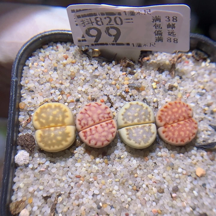 精品生石花820.99