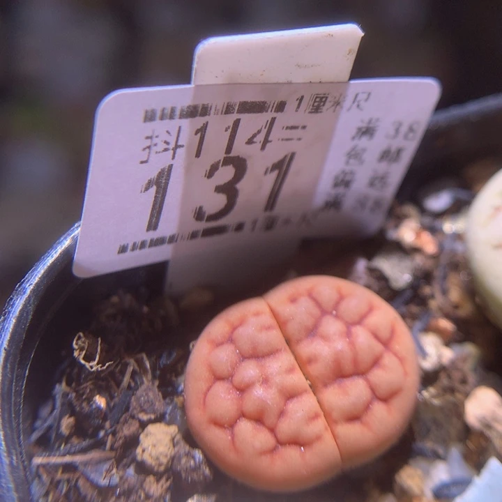 精品生石花114.131