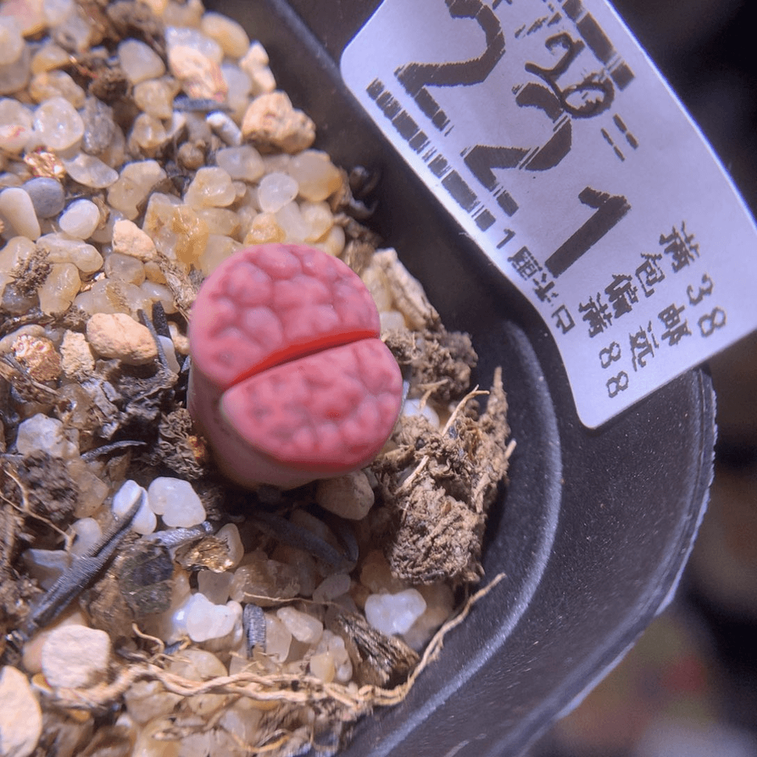 精品生石花720.221高特