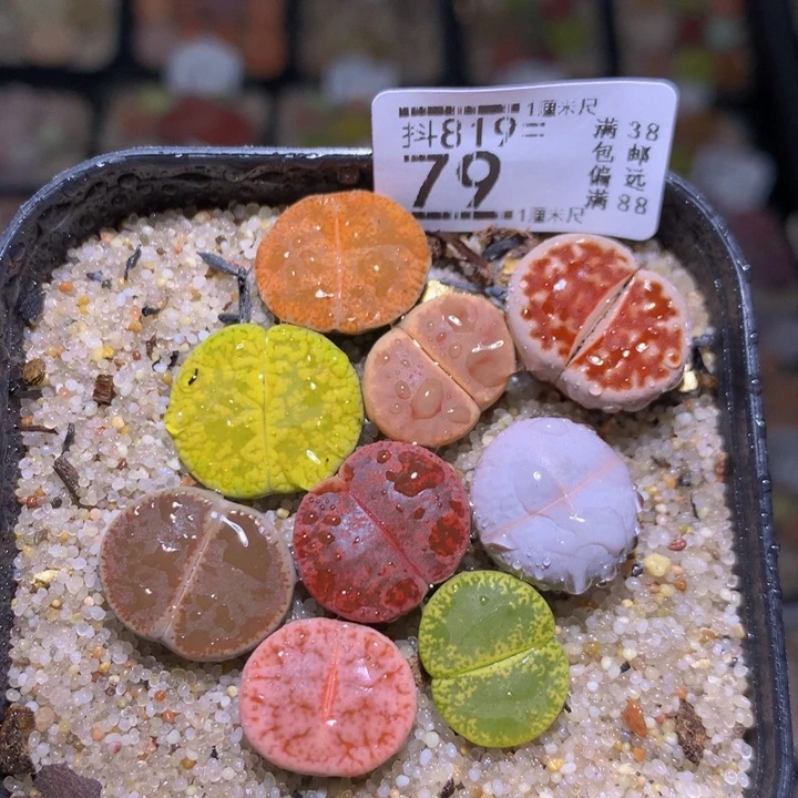 精品生石花819.79