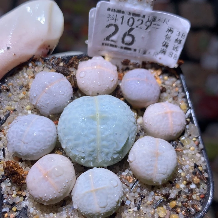 精品生石花1029.26