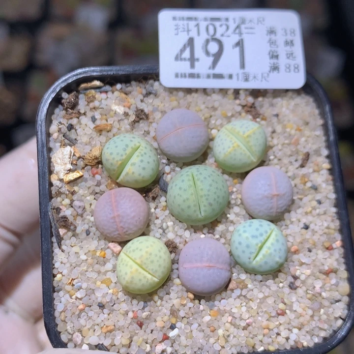 精品生石花1024.491