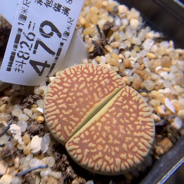 好好看的生石花826.479