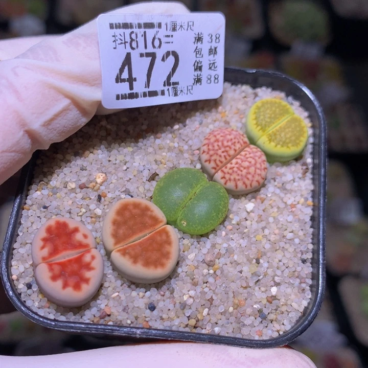 精品生石花816.472