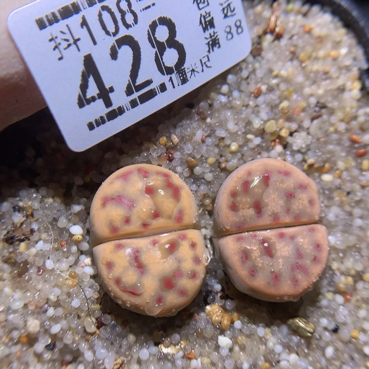 精品生石花108.428