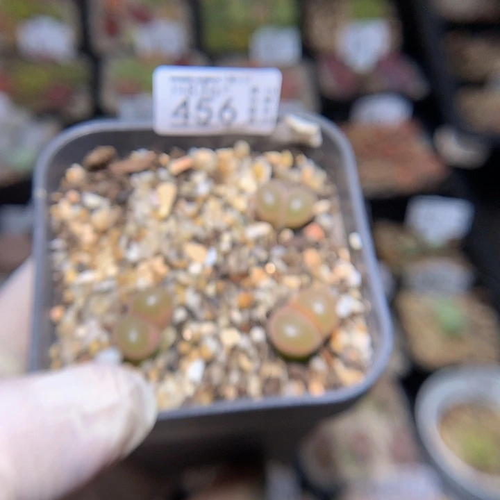 j**a好好看的生石花826.456