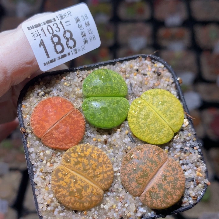 精品生石花1031.188