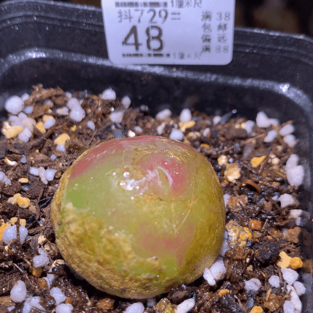 精品生石花729.48