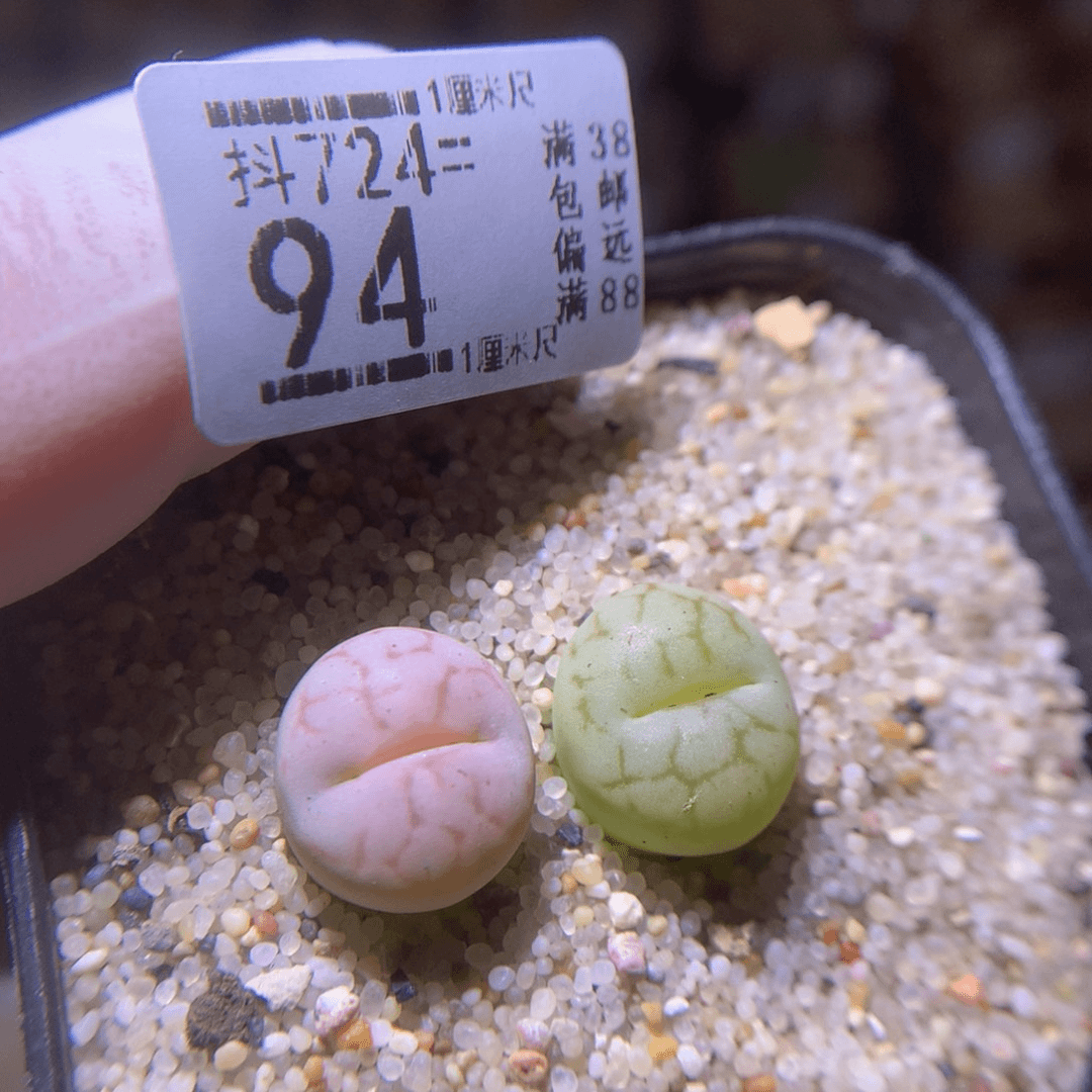精品生石花724.94
