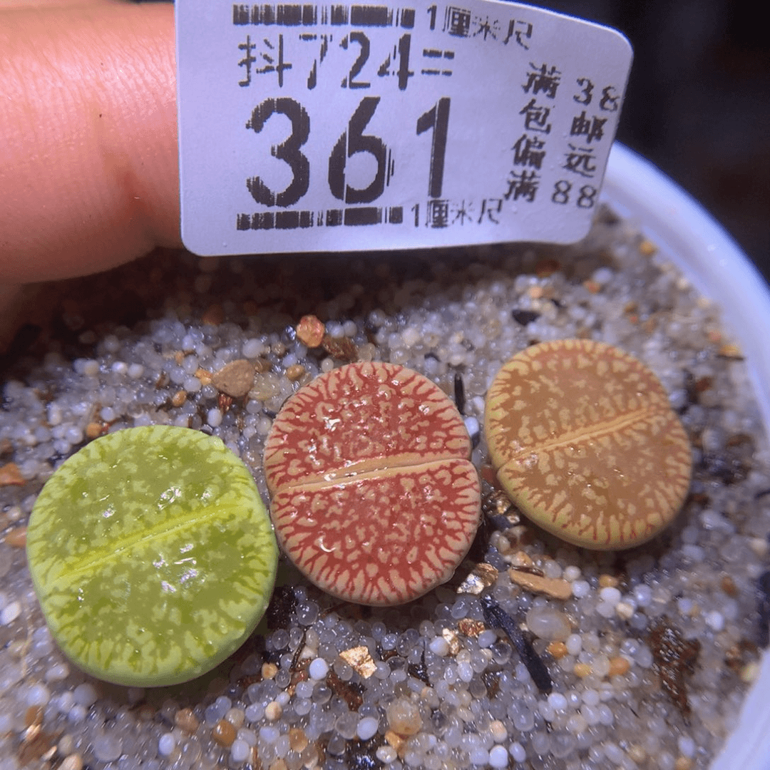 生石花精品多肉724.361