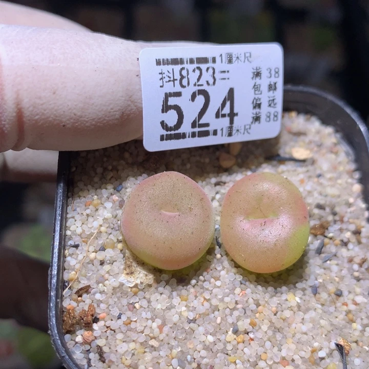快来拍我呀823.524