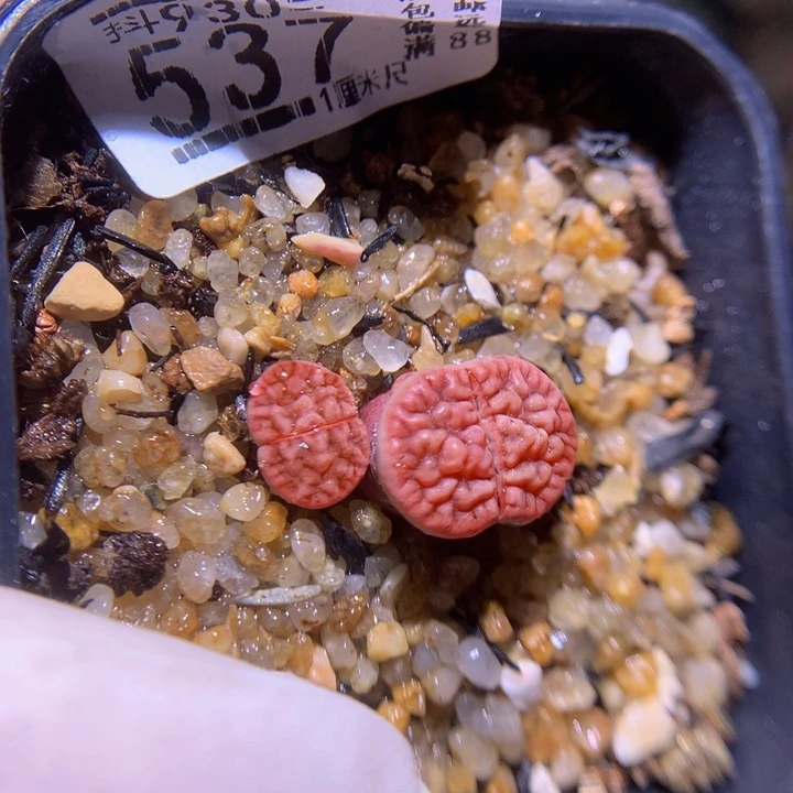 精品生石花930.537