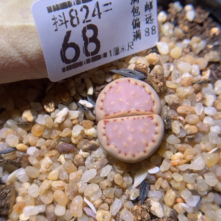 精品生气花824.68