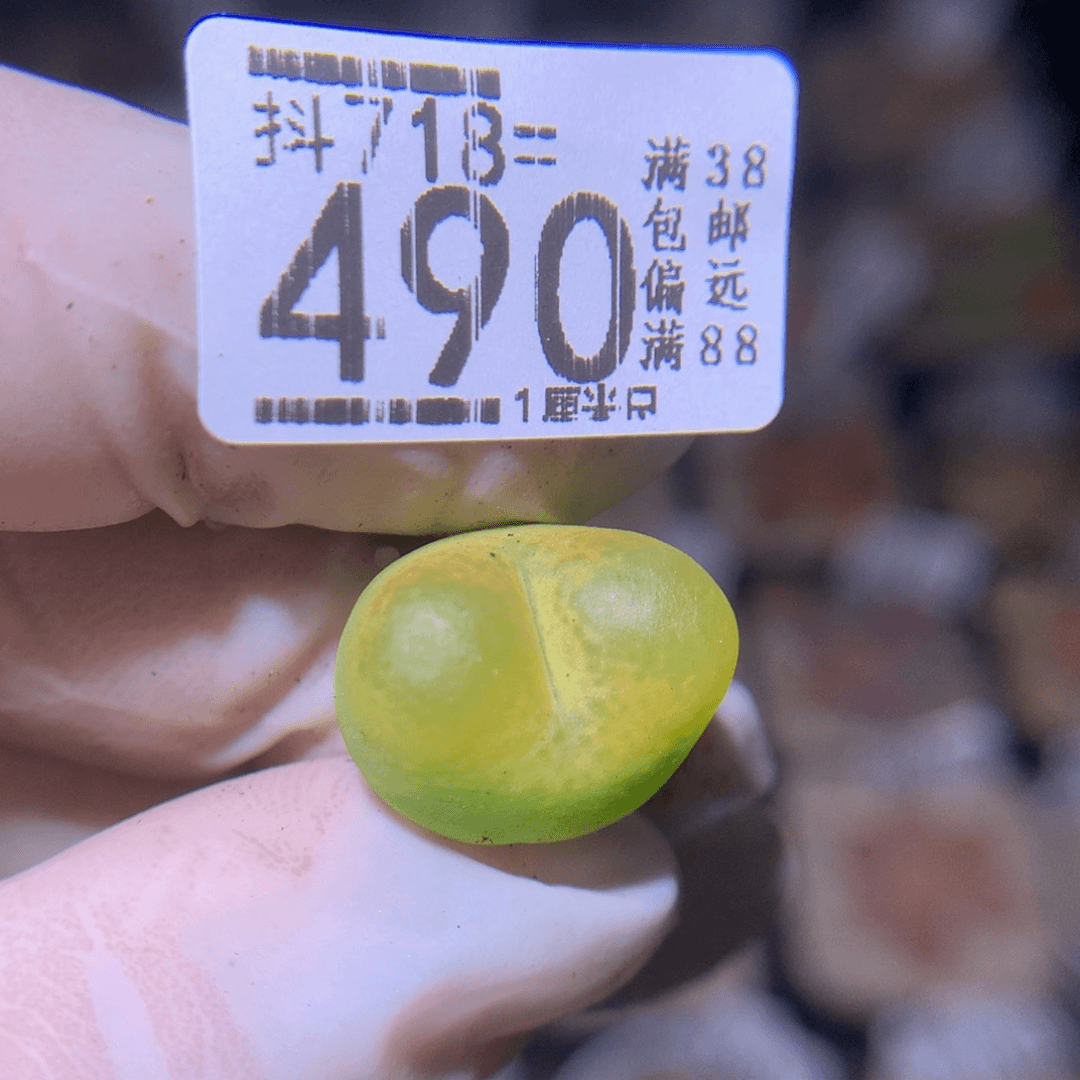 精品生石花718.490