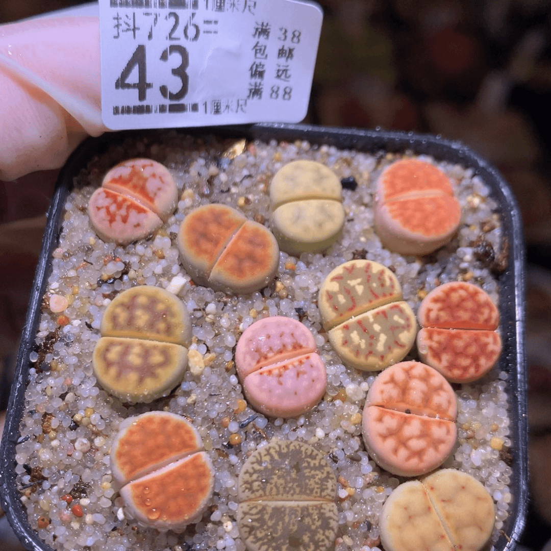 精品生石花726.43