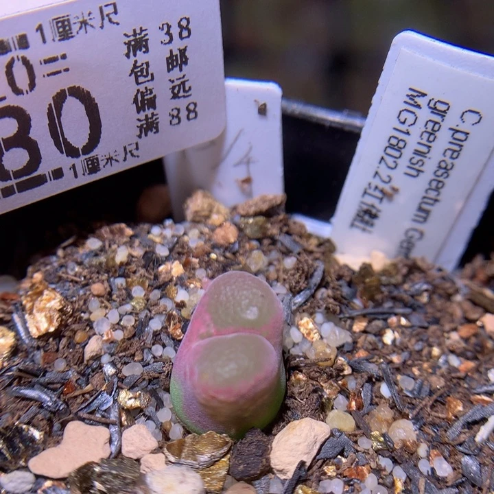 精品生石花820.380