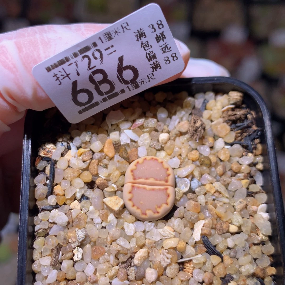 小*子绝绝子美好生石花729.686