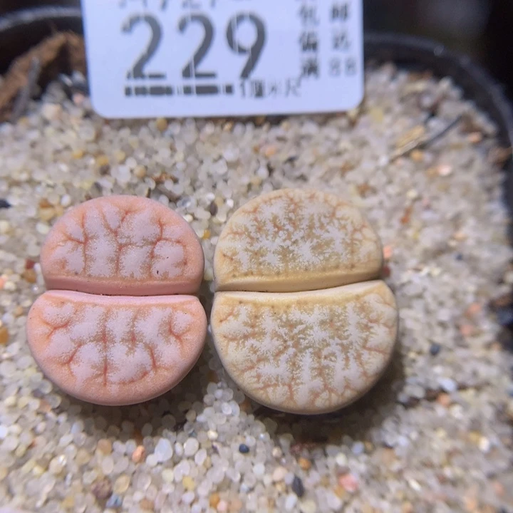 精品生石花927.229