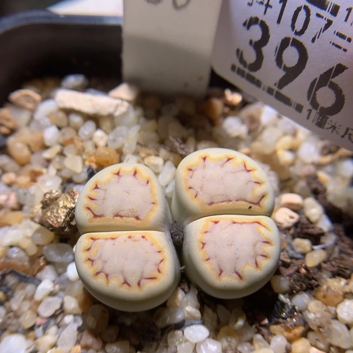 精品生石花107.396