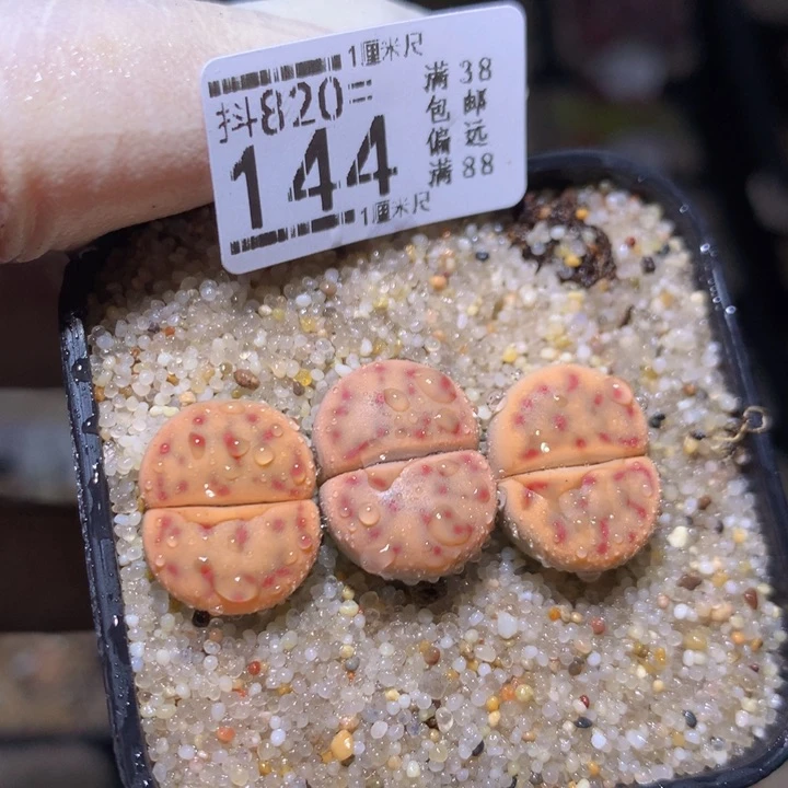 精品人石花820.144