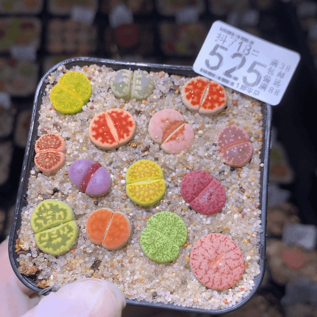 精品生石花718.525