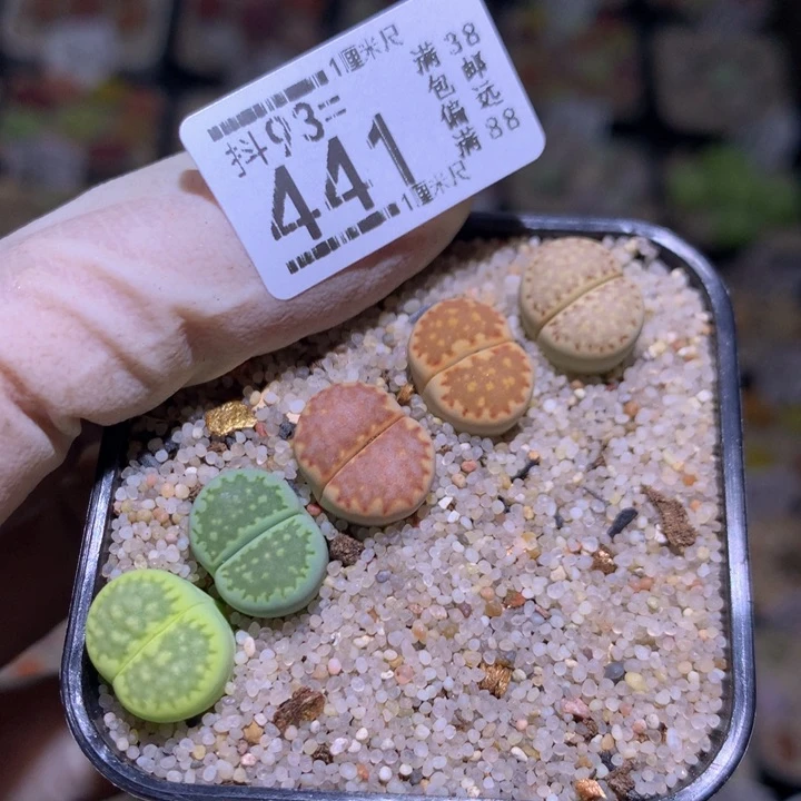 精品生石花93.441