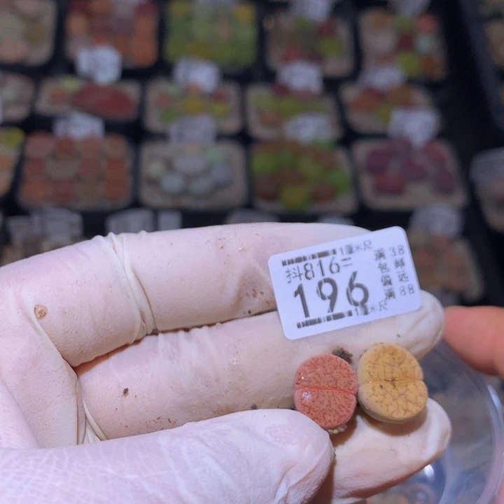 嫣*精品生石花816.196