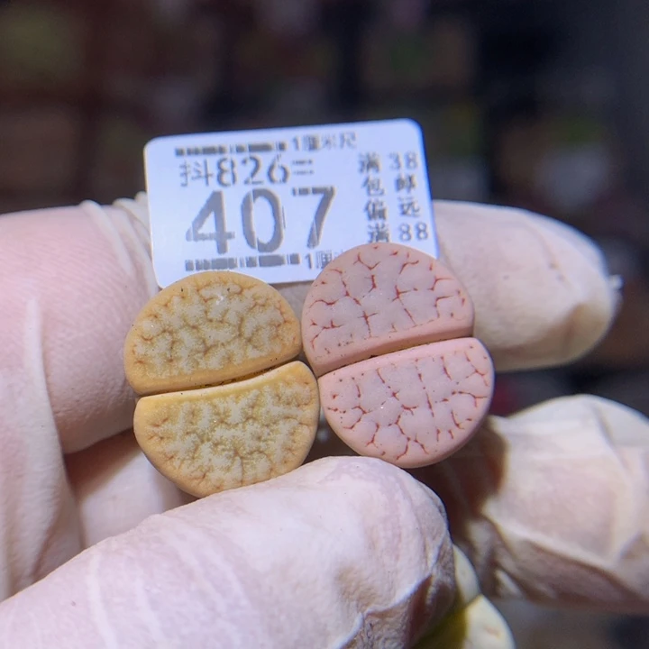 丢***头精品生石花826.407