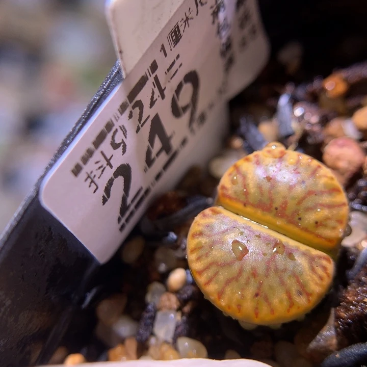 精品生石花924.249