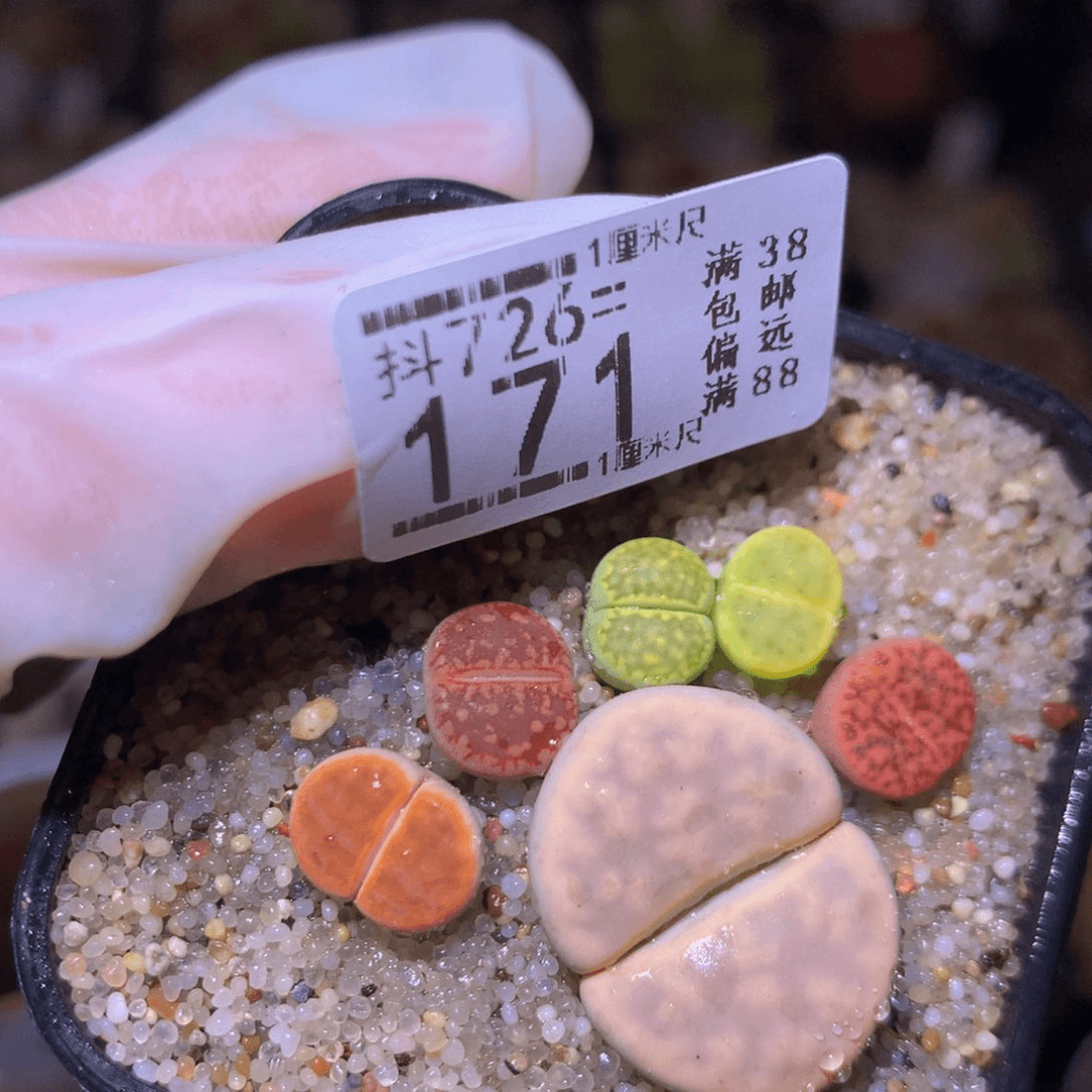 精品生石花726.171