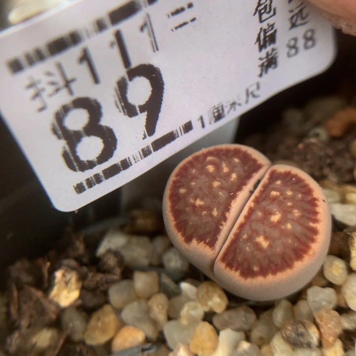 精品生石花111.89