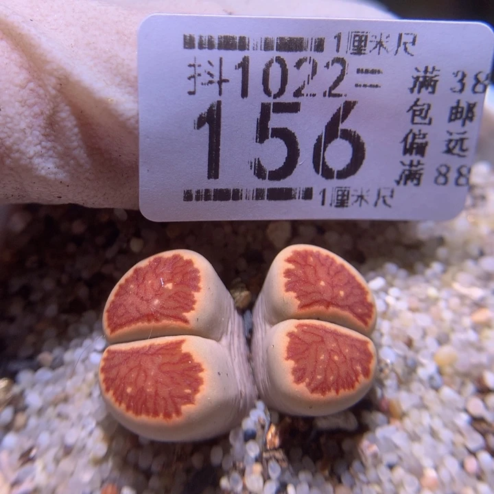 精品生石花1022.156