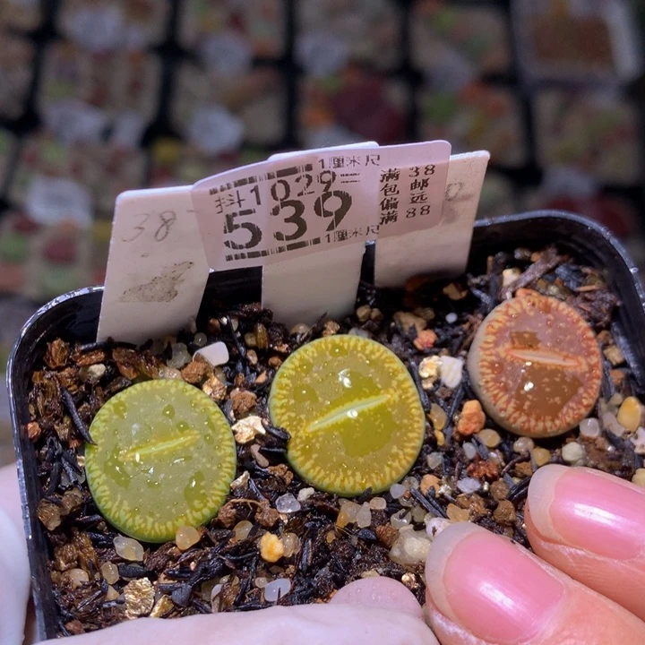 精品生石花1029.539