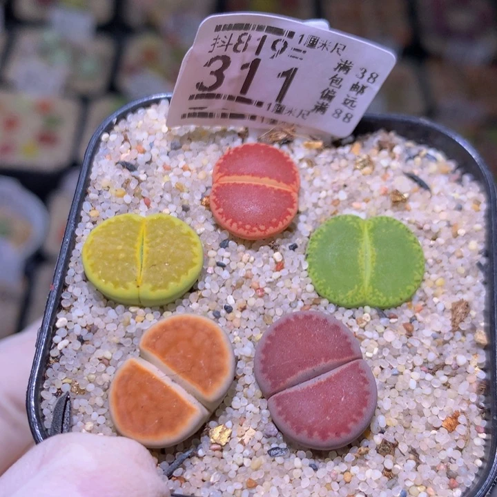 精品生石819.311